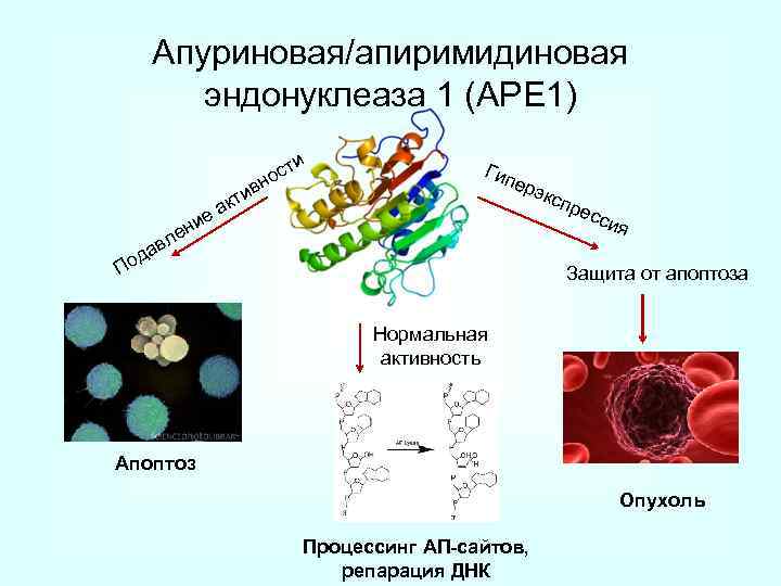 Апуриновая/апиримидиновая эндонуклеаза 1 (АРЕ 1) вн сти о ти ак е Гип ерэ и