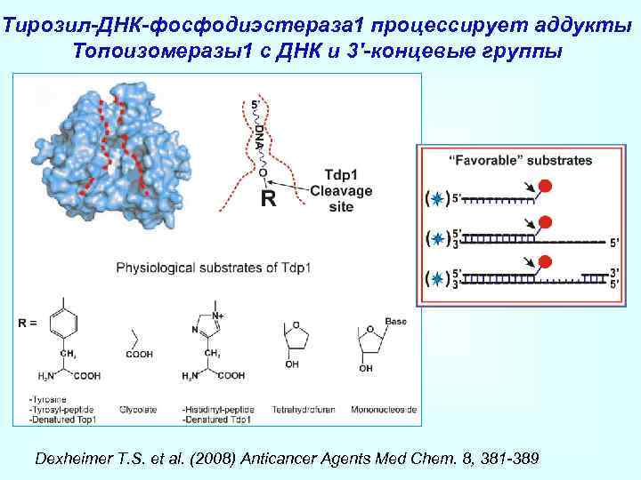 Тирозил-ДНК-фосфодиэстераза 1 процессирует аддукты Топоизомеразы1 с ДНК и 3'-концевые группы Dexheimer T. S. et