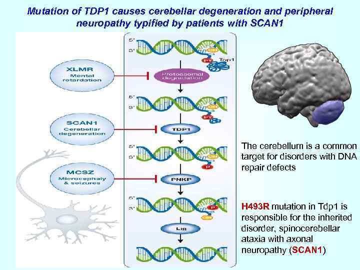 Mutation of TDP 1 causes cerebellar degeneration and peripheral neuropathy typified by patients with