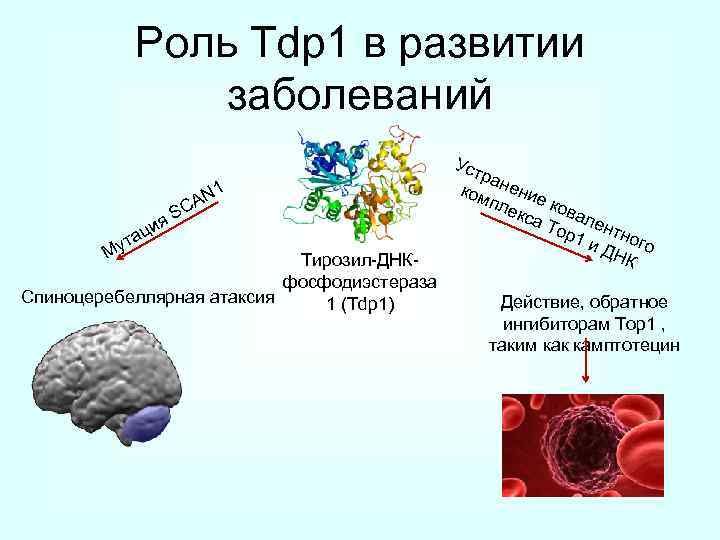 Роль Tdp 1 в развитии заболеваний 1 я М ци та у N CA