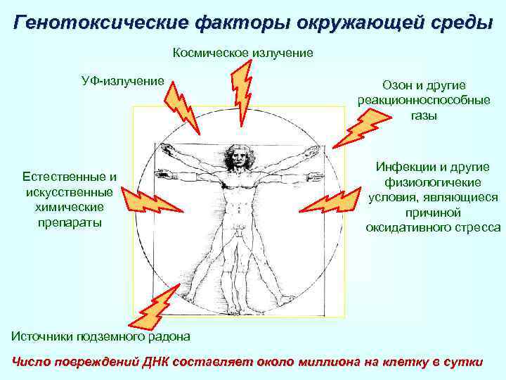 Генотоксические факторы окружающей среды Космическое излучение УФ-излучение Естественные и искусственные химические препараты Озон и