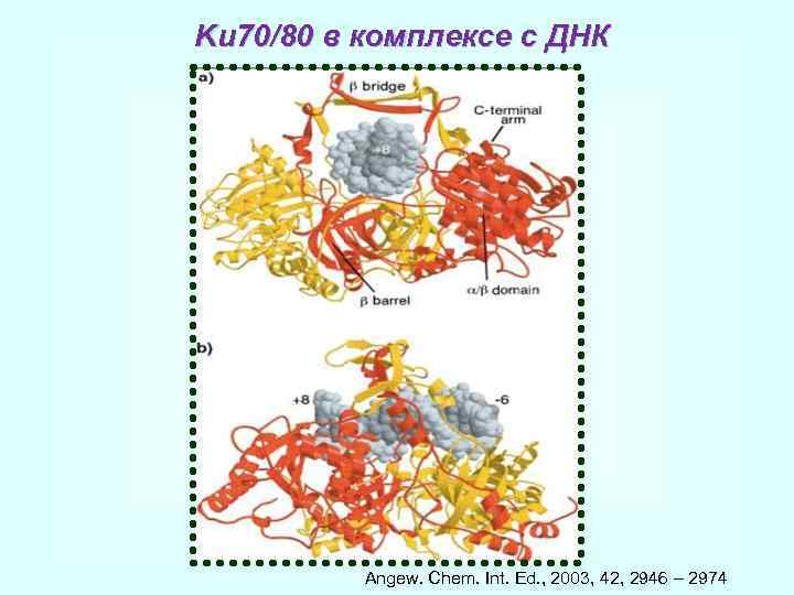 Ku 70/80 в комплексе с ДНК Angew. Chem. Int. Ed. , 2003, 42, 2946