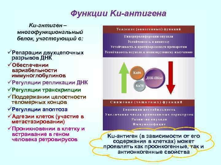 Ферментум создатель энзимов