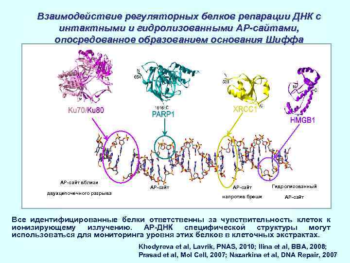 Белково белковые взаимодействия. Белок белковое взаимодействие схема. Взаимодействие белков с ДНК. Взаимосвязь белка. Белки репарации ДНК.