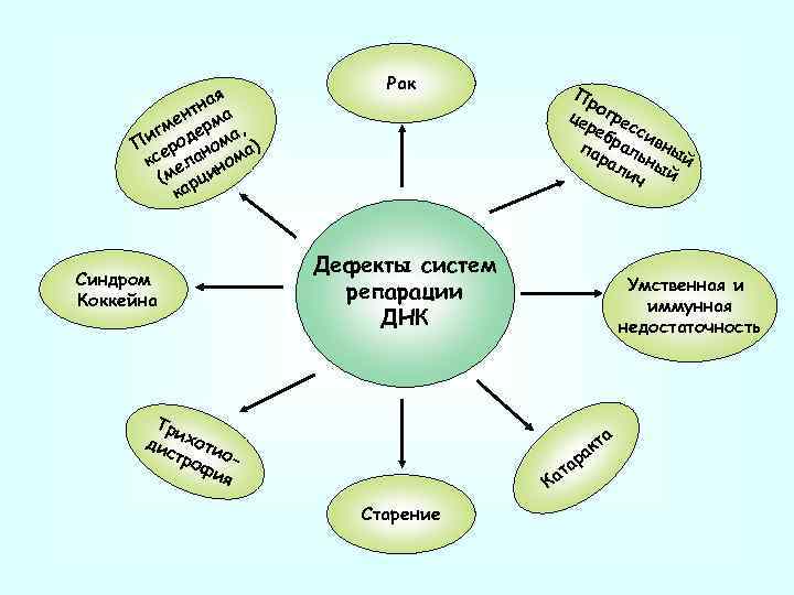 ая тн ен рма м иг оде ма, П ер но а) кс ела