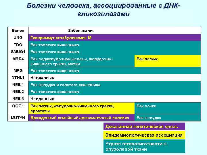 Болезни человека, ассоциированные с ДНКгликозилазами Белок Заболевание UNG Гипериммуноглобулинемия М TDG Рак толстого кишечника