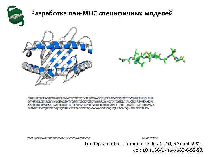 Разработка пан-MHC специфичных моделей Lundegaard et al. , Immunome Res. 2010, 6 Suppl. 2: