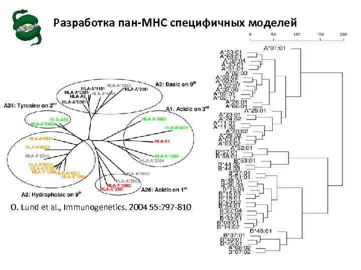 Разработка пан-MHC специфичных моделей O. Lund et al. , Immunogenetics. 2004 55: 797 -810