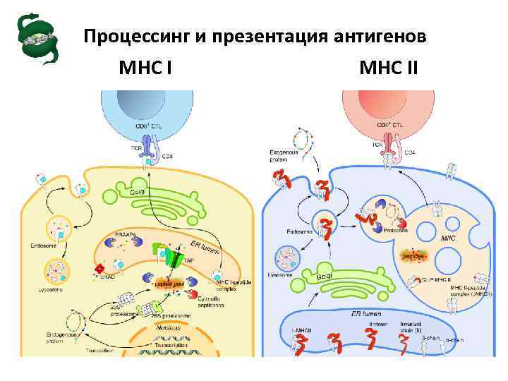 Механизм процессинга и презентации экзогенных и эндогенных антигенов