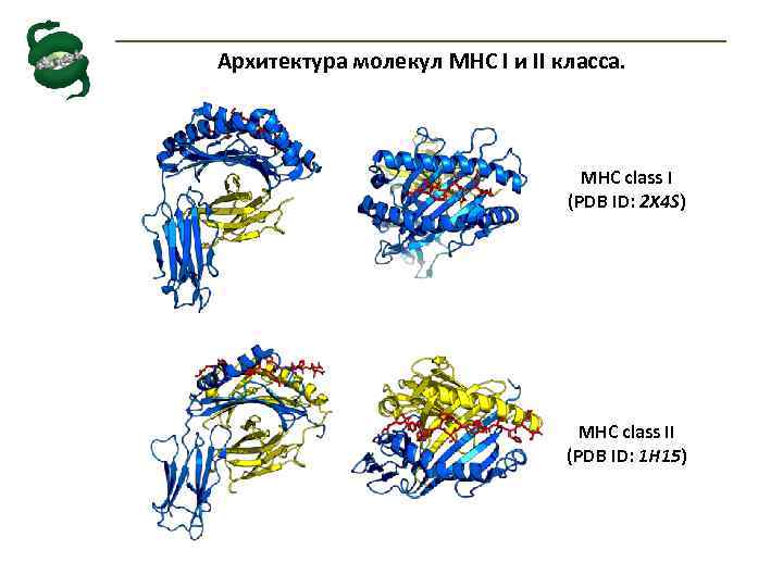 Архитектура молекул MHC I и II класса. MHC class I (PDB ID: 2 X