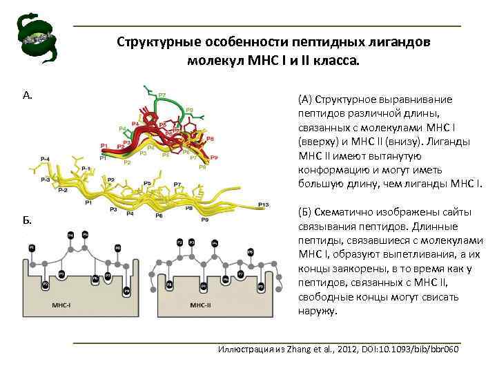 Структурные особенности пептидных лигандов молекул MHC I и II класса. A. Б. (A) Структурное