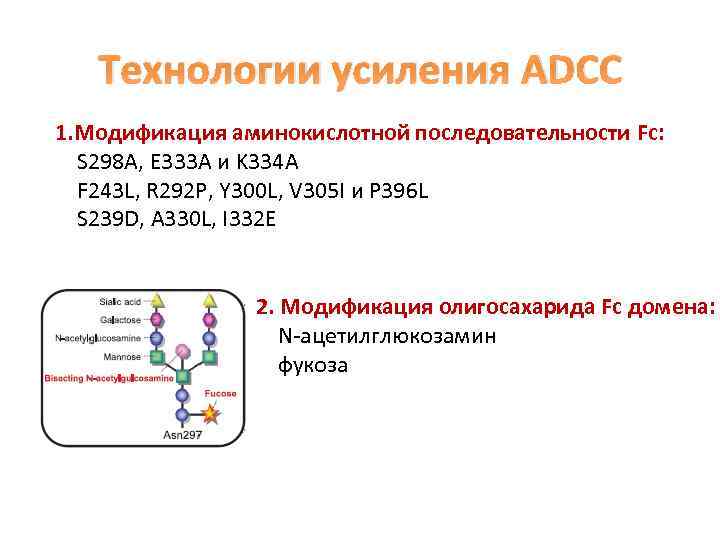 Технологии усиления ADCC 1. Модификация аминокислотной последовательности Fc: S 298 A, E 333 A