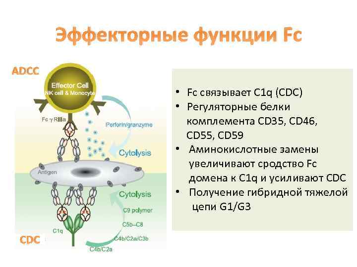 Эффекторные функции Fc ADCC • Fc cвязывает C 1 q (CDC) • Регуляторные белки