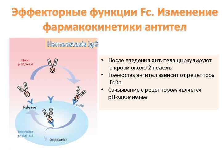 Эффекторные функции Fc. Изменение фармакокинетики антител Homeostasis Ig. G • После введения антитела циркулируют