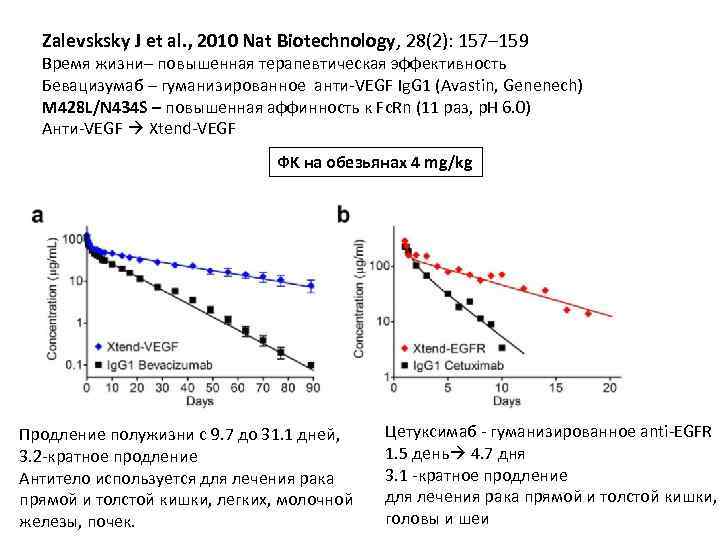 Zalevsksky J et al. , 2010 Nat Biotechnology, 28(2): 157– 159 Время жизни– повышенная