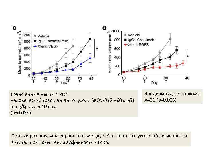 Трансгенные мыши h. Fc. Rn Человеческий трастлантант опухоли SKOV-3 (25 -60 мм 3) 5