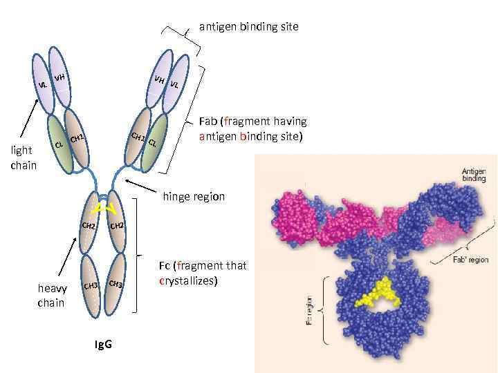 antigen binding site VL light chain VH VH CL CH 1 Y Y CH