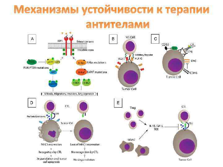 Механизмы устойчивости к терапии антителами 