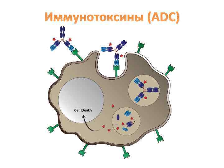 Иммунотоксины (ADC) 