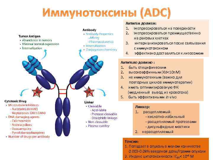 Иммунотоксины (ADC) Антиген должен: 1. экспрессироваться на поверхности 2. экспрессироваться преимущественно на раковых клетках