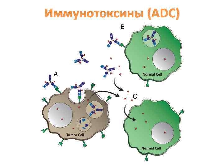 Иммунотоксины (ADC) 