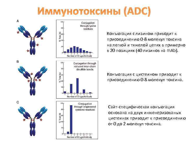 Иммунотоксины (ADC) Конъюгация с лизином приводит к присоединению 0 -8 молекул токсина на легкой