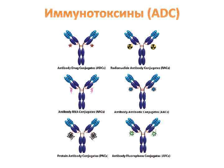 Иммунотоксины (ADC) 