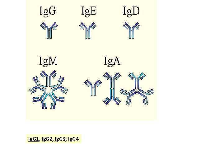 Ig. G 1, Ig. G 2, Ig. G 3, Ig. G 4 