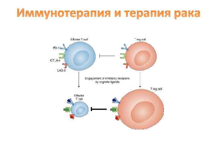 Иммунотерапия и терапия рака 