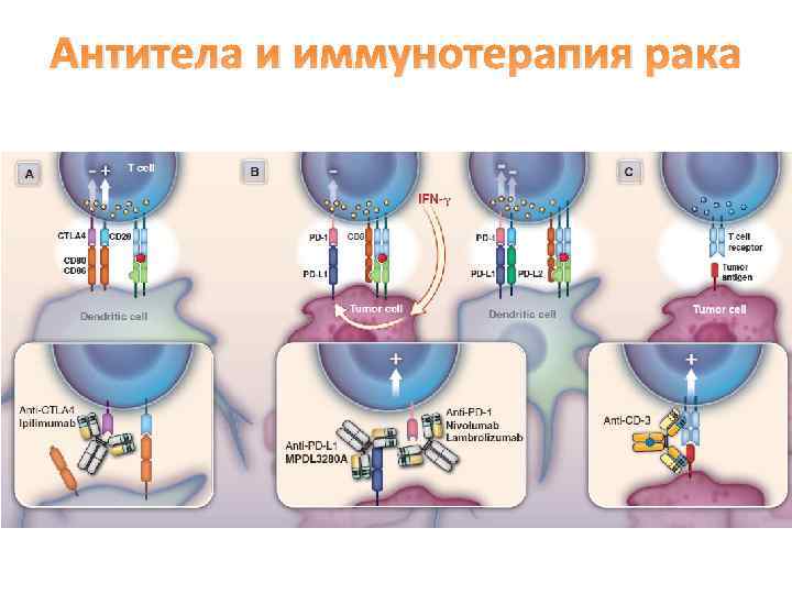 Антитела и иммунотерапия рака 