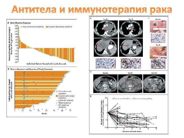 Антитела и иммунотерапия рака 