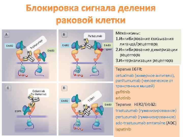 Блокировка сигнала деления раковой клетки Erb. B 2 Erb. B 3 Механизмы: 1. Ингибирование