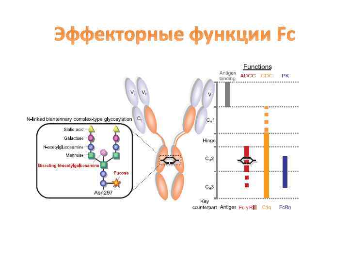 Эффекторные функции Fc 