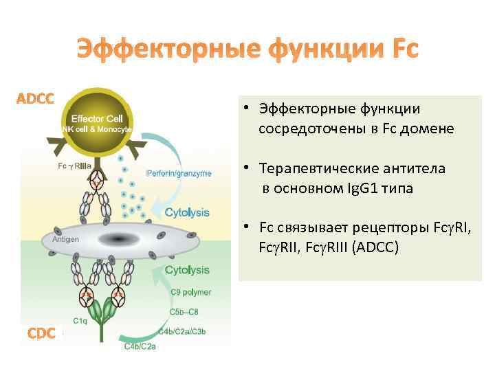 Эффекторные функции Fc ADCC • Эффекторные функции сосредоточены в Fc домене • Терапевтические антитела