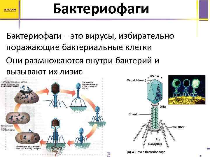 Бактериофагия. Строение бактериофага микробиология. Вирус бактериофаг. Бактериофаги вирусы поражающие бактерий. Вирусы и бактериофаги микробиология.