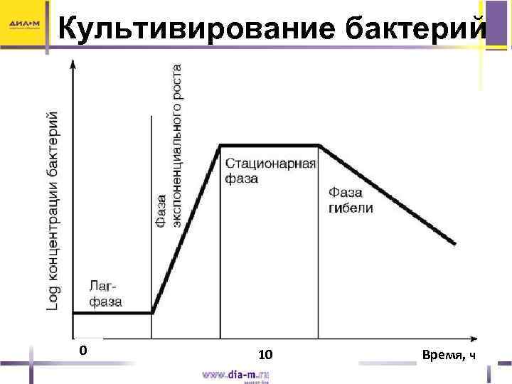 Культивирование бактерий 0 10 Время, ч 