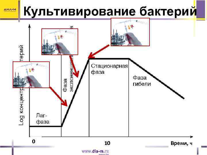 Культивирование бактерий 0 10 Время, ч 