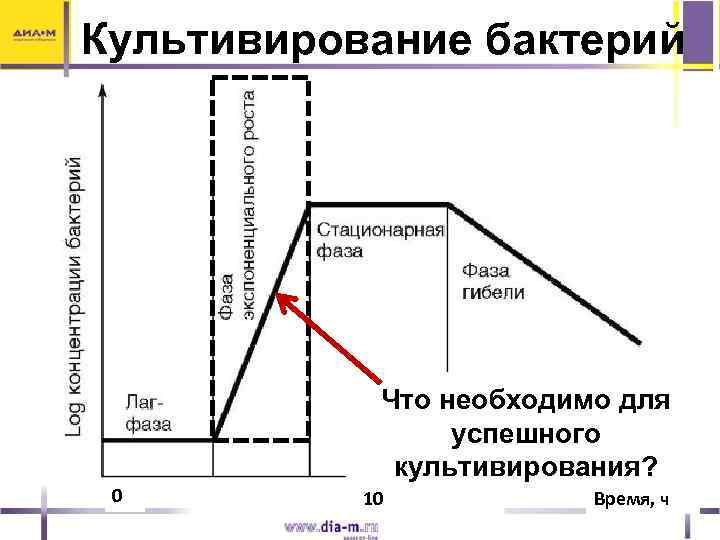 Культивирование бактерий Что необходимо для успешного культивирования? 0 10 10 20 Время, ч 