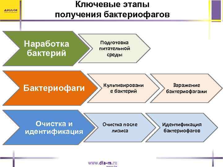Ключевые этапы получения бактериофагов Наработка бактерий Подготовка питательной среды Бактериофаги Культивировани е бактерий Очистка