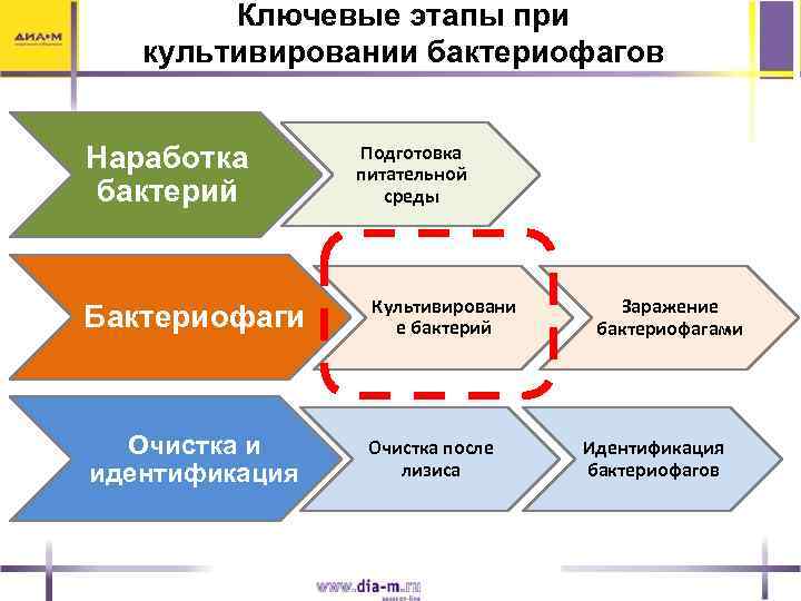 Ключевые этапы при культивировании бактериофагов Наработка бактерий Подготовка питательной среды Бактериофаги Культивировани е бактерий