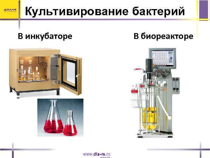 Культивирование бактерий В инкубаторе В биореакторе 