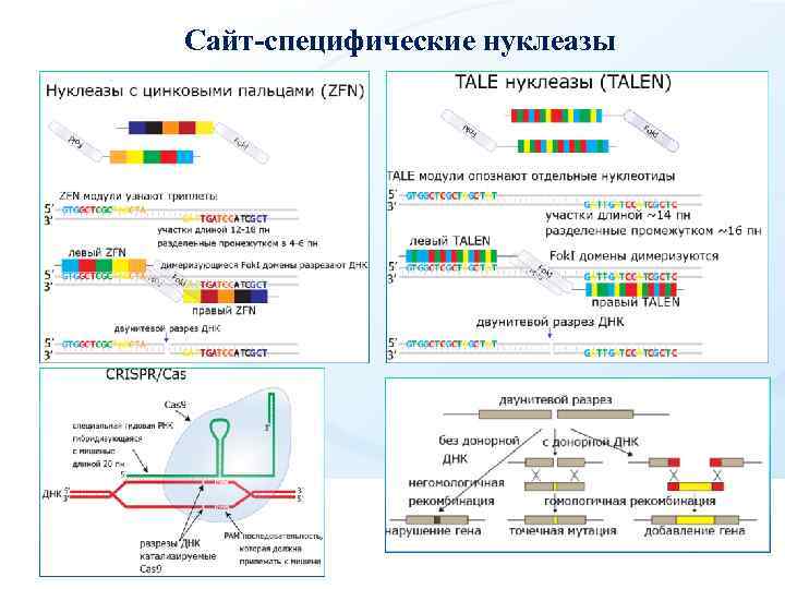 Сайт-специфические нуклеазы 