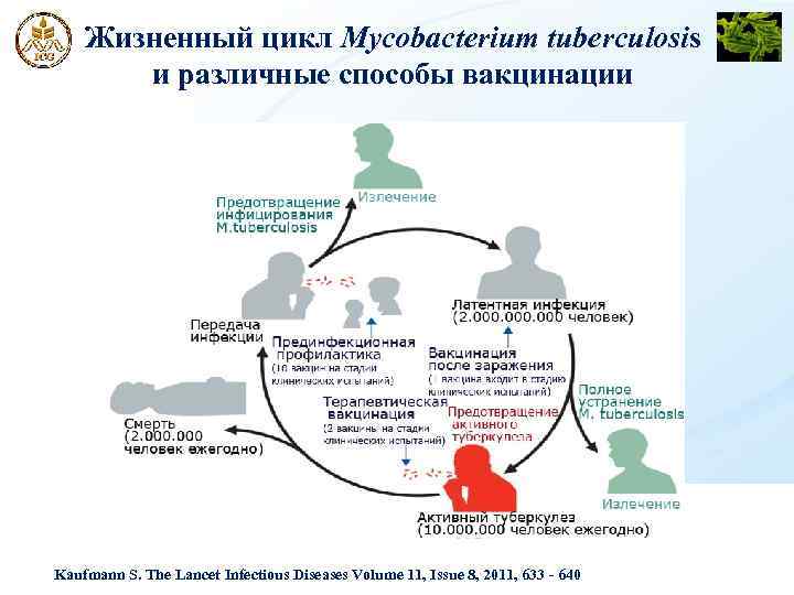 Жизненный цикл Mycobacterium tuberculosis и различные способы вакцинации Kaufmann S. The Lancet Infectious Diseases