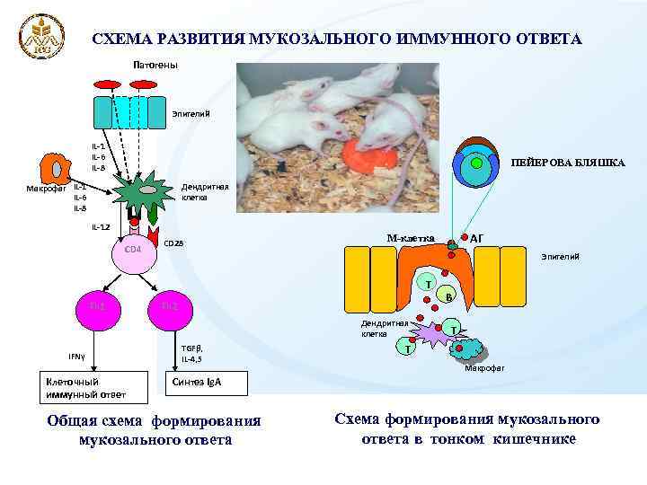 СХЕМА РАЗВИТИЯ МУКОЗАЛЬНОГО ИММУННОГО ОТВЕТА Патогены Эпителий IL-1 IL-6 IL-8 ПЕЙЕРОВА БЛЯШКА Макрофаг IL-1