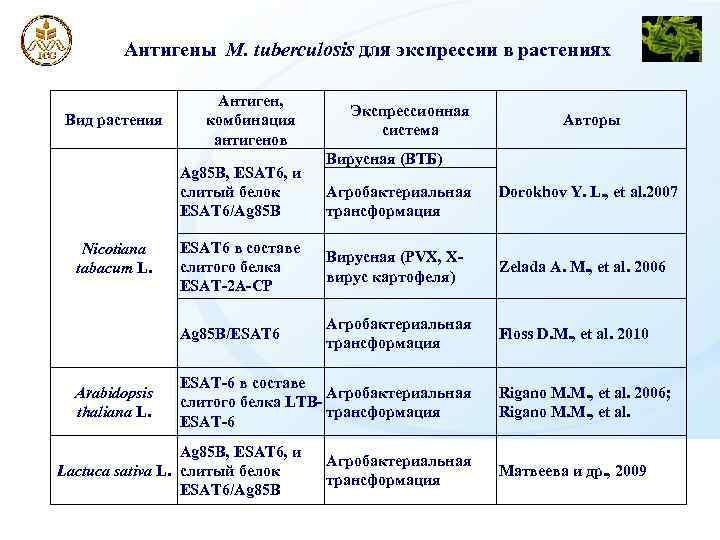Антигены M. tuberculosis для экспрессии в растениях Вид растения Антиген, комбинация антигенов Ag 85