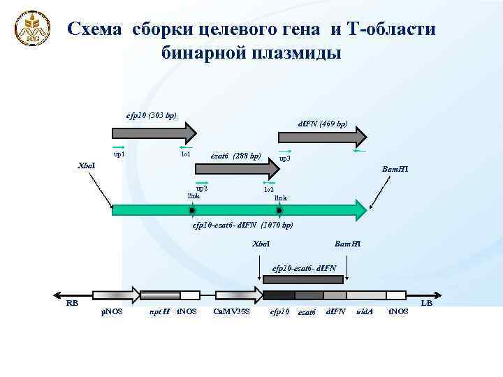 Схема сборки целевого гена и Т-области бинарной плазмиды cfp 10 (303 bp) up 1