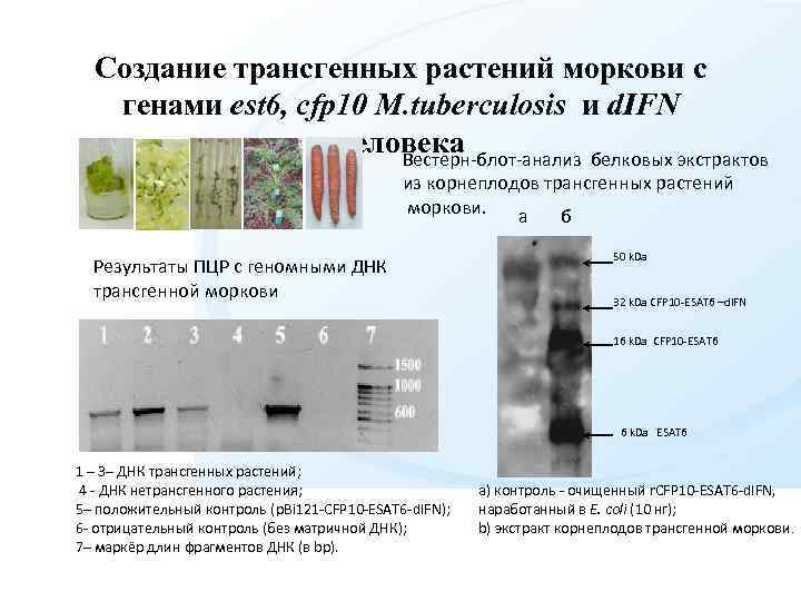 Создание трансгенных растений моркови с генами est 6, cfp 10 M. tuberculosis и d.