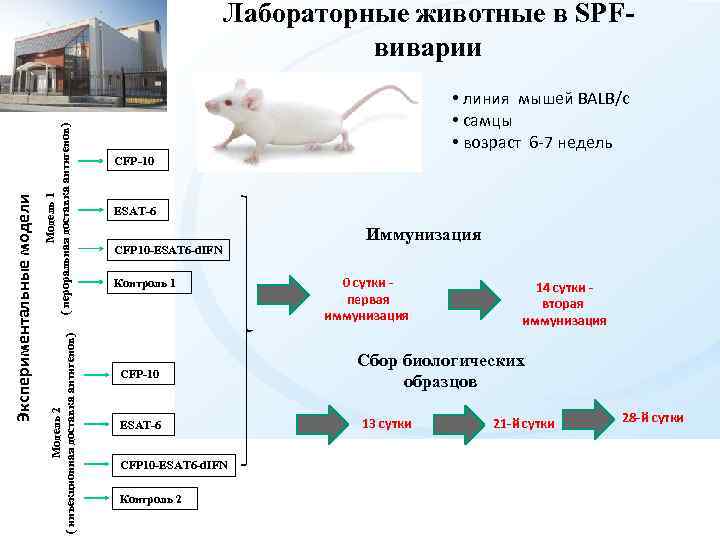 План вивария для лабораторных животных