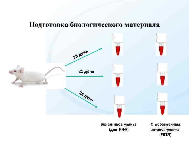 Подготовка биологического материала ь н де 3 1 21 день 28 д ен ь