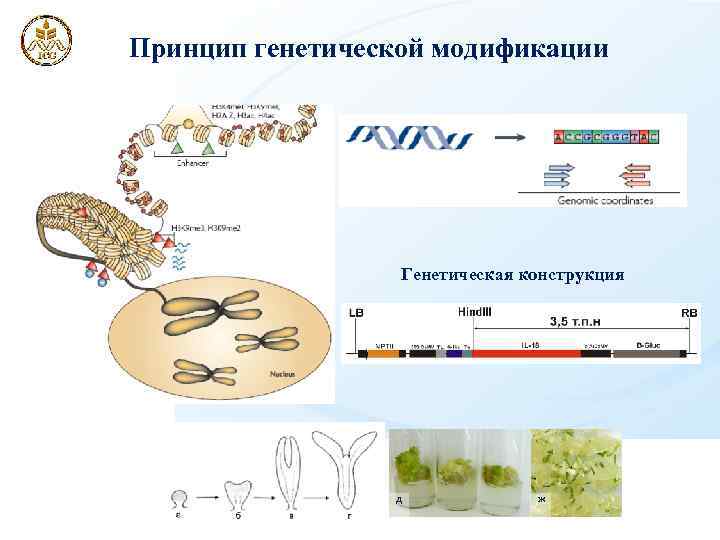 Принцип генетической модификации Генетическая конструкция д ж 